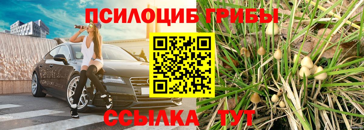Зерноград  Галлюциногенные грибы Cubensis  Вход с VPN 